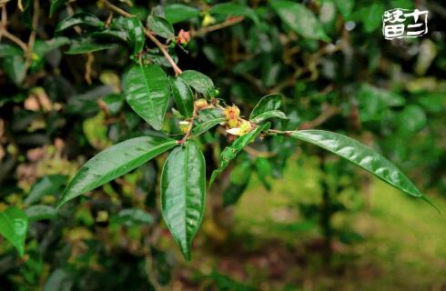 十二块田:以茶为梦天地宽 国际舞台路更